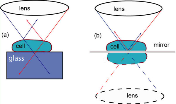 Sketch of the optical rays when cell is (a) attached to the glass substrate or (b) to mirror